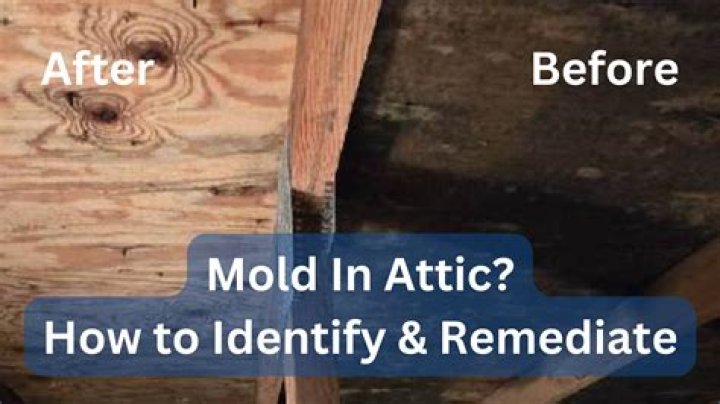 Attic Mold Removal Companies Near Me: Comprehensive Guide to Effective Mold Remediation