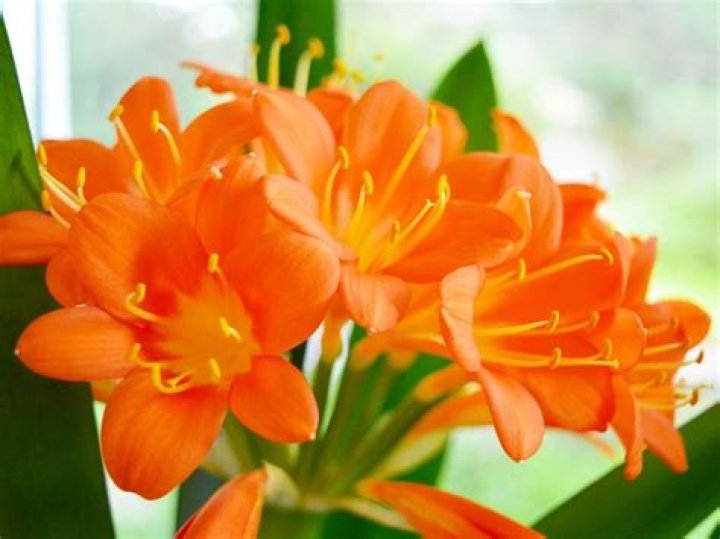 Discover the Beauty and Symbolism of Orange Flowers: A Complete Guide
