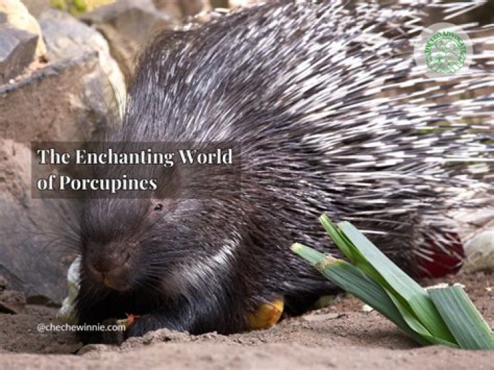 Discover the Enchanting World of Printesa Tisul: A Comprehensive Guide