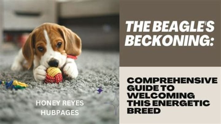 Discovering the Red Heeler: A Comprehensive Guide to This Energetic and Loyal Breed