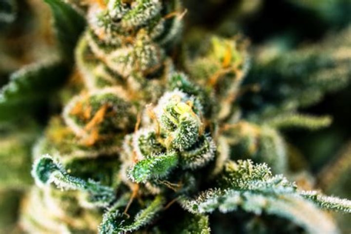 Sheila Falconer: A Comprehensive Guide to Her Life, Achievements, and Legacy