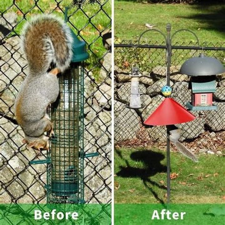Ultimate Guide to Squirrel Baffles: Protect Your Bird Feeders Effectively